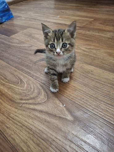 кошка купить бишкек: 2 месяца, Девочка — 4