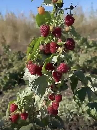 тумба с зеркалом: Продается саженцы элитный сорт малины ХЕРИТЕЙДЖ. Ремонтантная — 3