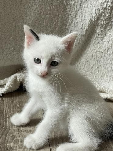 Кошки: Кошка даром: Беспородная, 1 месяц, Девочка — 3