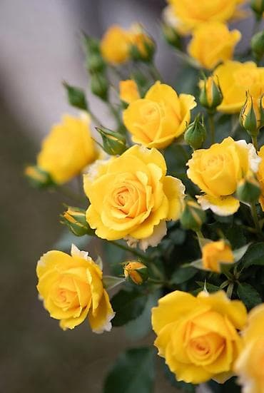 Логопеды: Репетитор Арифметика, Математика, Физика — 1