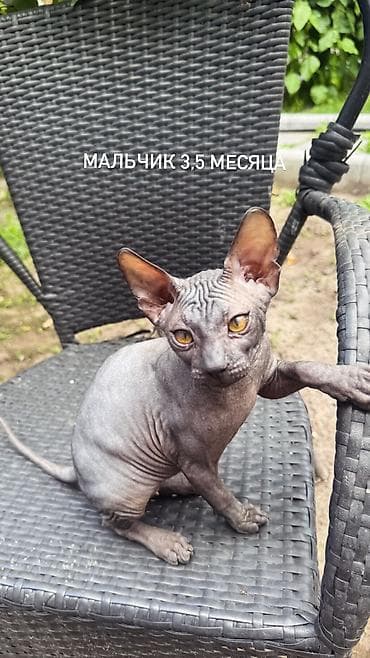голая кошка девочка: 🐾 Ищем самые заботливые и любящие семьи для наших котят 🐾 В продаже — 6