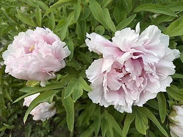 отургучтар бу: Https://t.me/blooming_garden_kg Редкие и эффектные декоративные — 4
