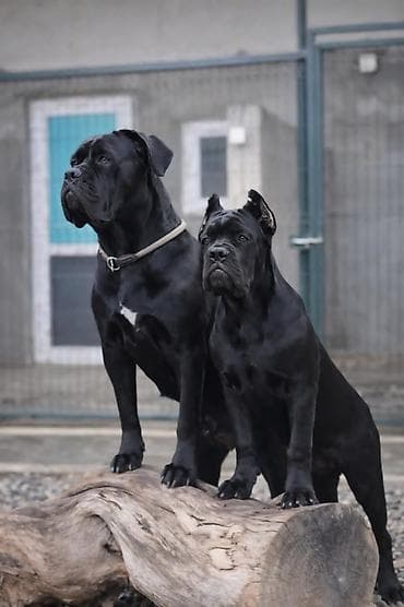 Продажа собак: Кане-корсо, 4 месяца, Самец, С прививкой, С родословной — 3