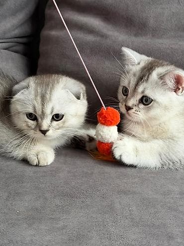 Скотиш Фолд (Шотландская вислоухая), 2 месяца, Мальчик, Серебристая шиншилла
