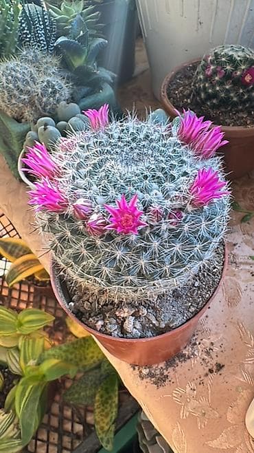 сколько стоят кактусы: Цветущие кактусы (коллекционные эхинопсисы/маммиллярии и др.) - Яркие — 3