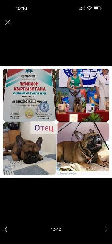 шотландская кошка бишкек: Щенки французского бульдога - Порода: французский бульдог - Окрас — 5