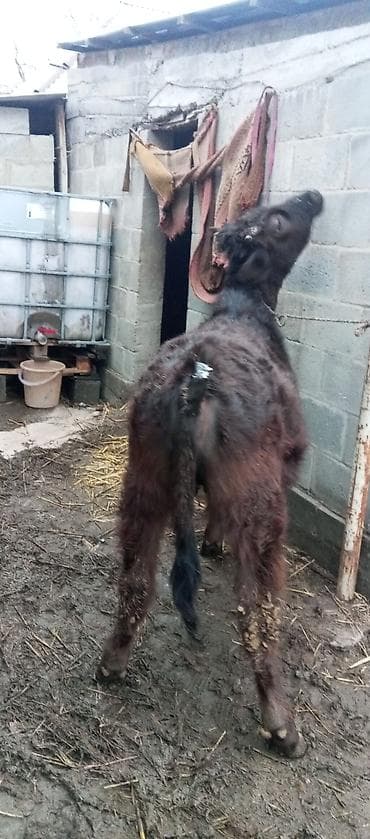 бычки телки: Продаю | Тёлка | Для молока | Привязанные — 1