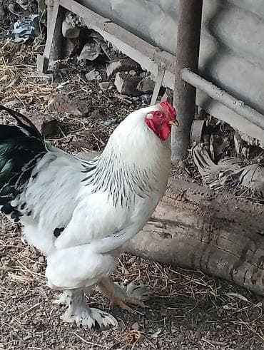 продам кур брама: Продаю | Куры, Петух | Брама, Домашняя | На забой, Для разведения, Несушки — 3