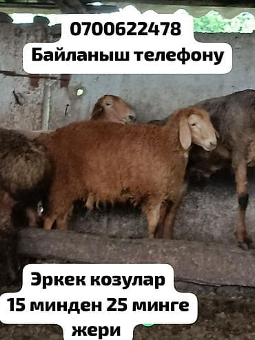 ящики большие: Продаю | Баран (самец) | Для разведения — 1