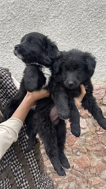 Услуги ветеринара: Щенки метисы, черные пушистые, с белыми отметинами на груди и лапках — 10