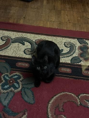 black cat: Кошка даром: Беспородная, 4 месяца, Мальчик, Приучена к лотку, Проглистована — 2