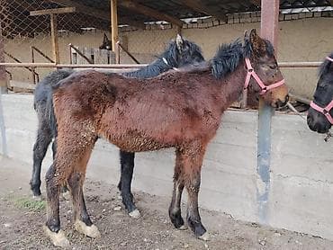 собаки каракол: Сатам | Тай | Көбөйтүү үчүн | Асыл тукумдуу — 3