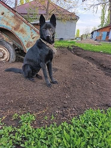 товары для кошек: Собака, чёрная, среднего размера, с плотной короткой шерстью и — 3