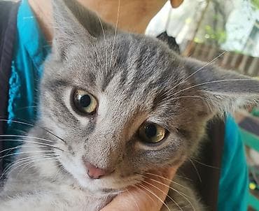 маленькие кошки: Котята аккуратные и ухоженные — 1