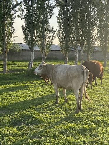 кен булун: Сатам | Уй (ургаачы) | Бордоп семиртүү үчүн — 1