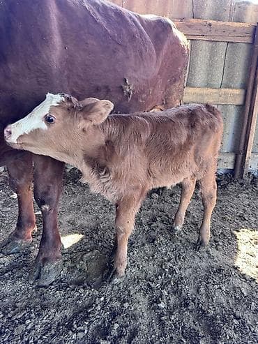 птица ферма: Продаю | Бык (самец) | На откорм — 2