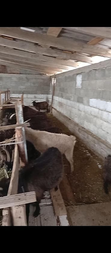 эчки баасы: Сатам | Эчки (ургаачы) | Көбөйтүү үчүн | Бооз — 4