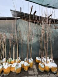 самшит декоративный кустарник: Көчөттөр дарактардын: Арчалар — 23