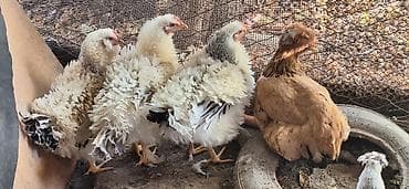 Индюки: Продаю | Куры | Для разведения — 7