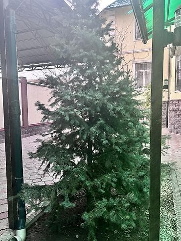 новогодняя ель: Продаю елки, очень пышные и красивые, длина около 2 метров, продам — 6