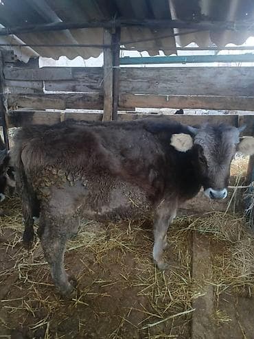 бычок симентал: Продаю | Корова (самка) | Для разведения | Привязанные — 4