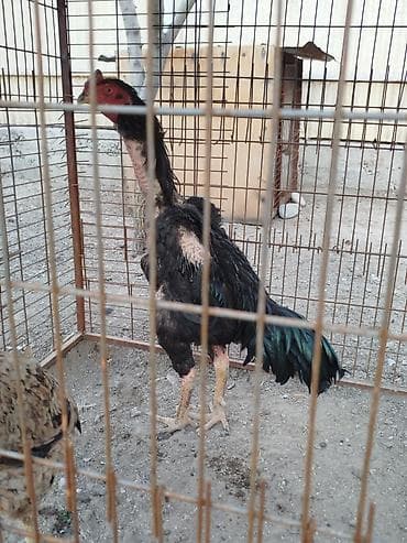 рыбы в кыргызстане: Продаю | Петух — 10