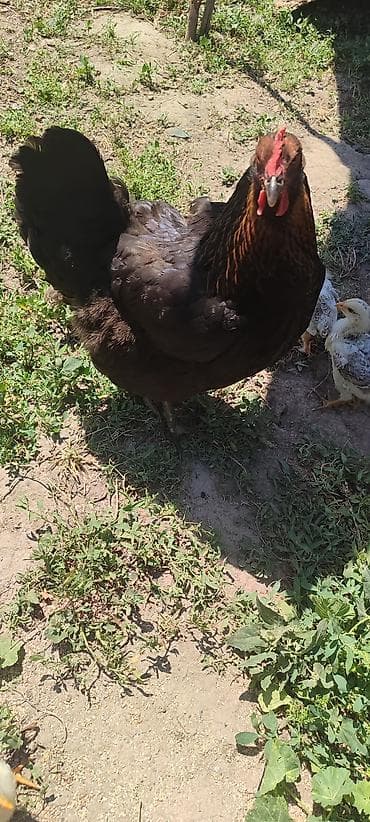 купить орла: Продам квочку с подросшими цыплятами(13 штук) — 2