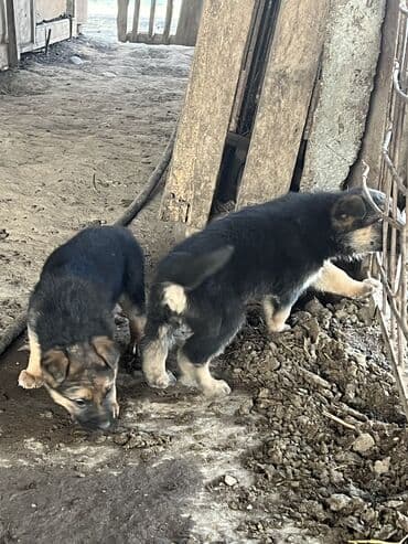 арзан иттер: Срочно продаю Щенки немецкой овчарки возраст один месяц есть один — 4