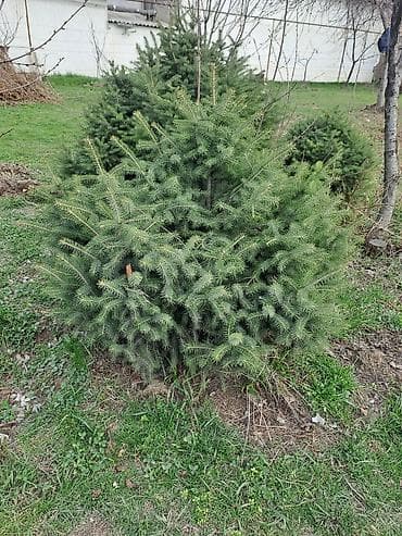 купить кустарники декоративные: Ель (колючая/обыкновенная) декоративная, сформированные кусты и — 1