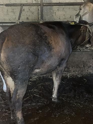 жаны асый: Сатам | Кунаажын | Бордоп семиртүү үчүн | Байланган — 5