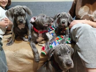 кавказ собака: Продаются щенки кубинского питбультерьера, линейное разведение — 17