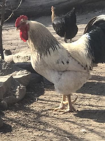 Продаю | Петух | Для разведения