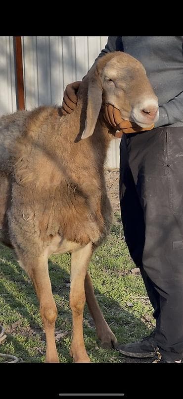 белый хомяк: Продаю | Баран (самец) | Арашан | Для разведения | Осеменитель — 1