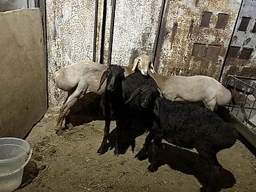алабай самка: Продаю | Баран (самец) | Арашан — 4