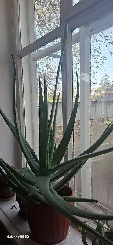 купить сок алоэ: Алоэ вера настоящая 3 года барбаденсис - Листья мясистые, сочные, с — 10