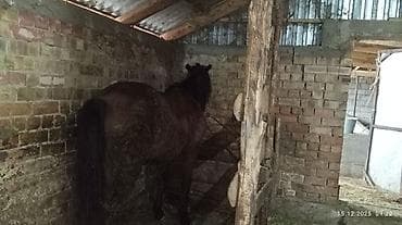 гончие собаки: Продаю | Кобыла (самка) | Рабочий — 3