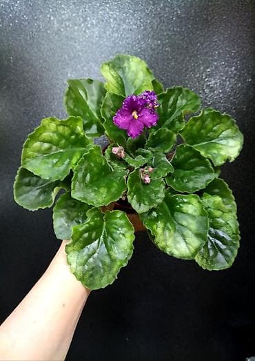 Фиалки и глоксинии: Продаю взрослые фиалки 🌺🌺🌺.Цена 300-350-400.Нахожусь в районе Тоголок — 1