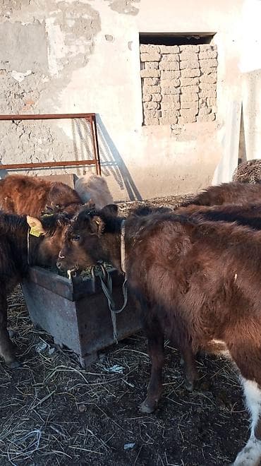 поилки нипельные: Продаю | Тёлка | На откорм | Привязанные — 1