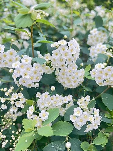 массаж на выезд каракол: Массажист хиджамист кыздар керек в Даба Мед — 3