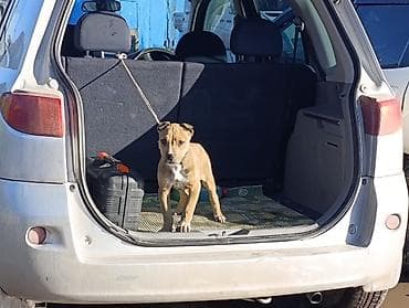 маленький собака: 2 месяца, Самка — 6