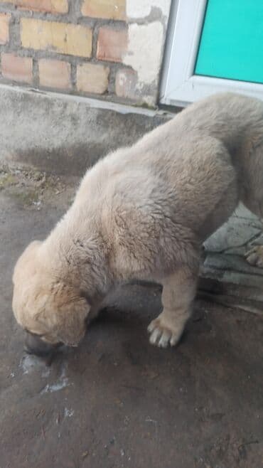 опчарка: Кангал, 1 месяц, Самец, С родословной — 2