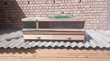 домашняя птица: Продаю | Цыплята | Хай-Лайн Соня Грей — 3