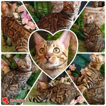 Бенгальская, 3 месяца, Девочка, Шоколадный, Приучена к лотку, Проглистована, С документами