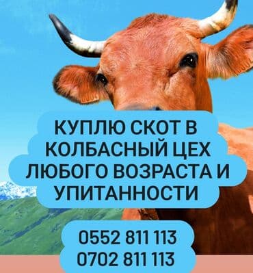 продажа домашних животных: Куплю | Коровы, быки | Забитый, На забой, на мясо — 4