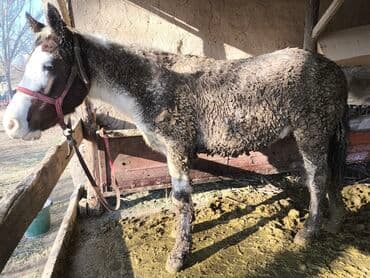 корм для домашних животных: Продаю | Жеребец | На забой | Мерин — 2