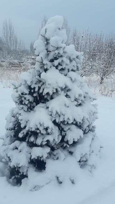 купить музыкальную шкатулку: Искусственная ёлка, разборная 1000сом - Материал: ПВХ/ПЭ с — 7