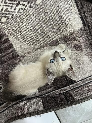 кошки цена: 🐾 Ищем любящих хозяев для очаровательного котенка! 🏡❤️ По Токмаку — 4