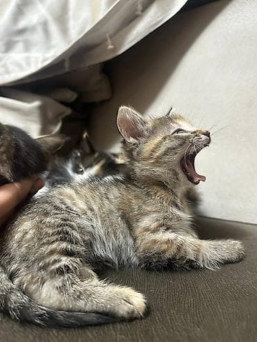 сухое молоко для котят: Кошка даром: Беспородная, 2 месяца, Мальчик, Приучена к лотку — 6