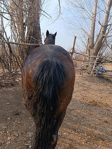 голуби птицы: Продаю | Кобыла (самка) | Для разведения — 9