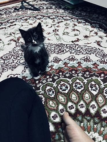 Котёнок, чёрно‑белый «смокинг» - Возраст: примерно 1,5–2 месяца